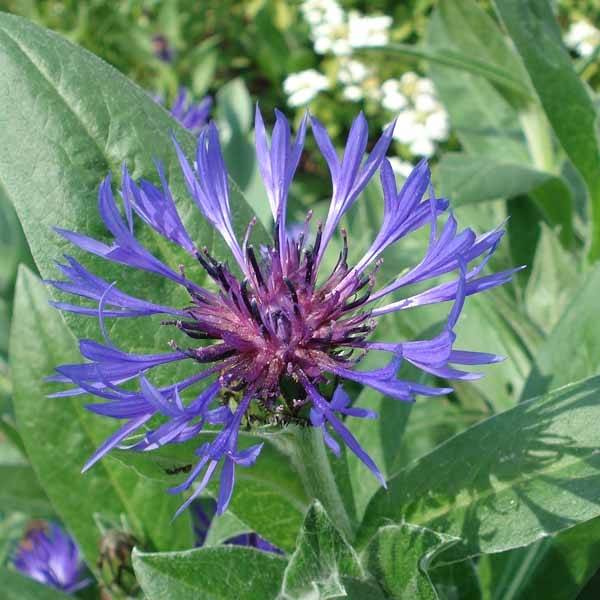 Promesse de Fleurs - Bleuet des Montagnes bleu - Centauree bleue Montana Coerulea Godet de 8/9 cm