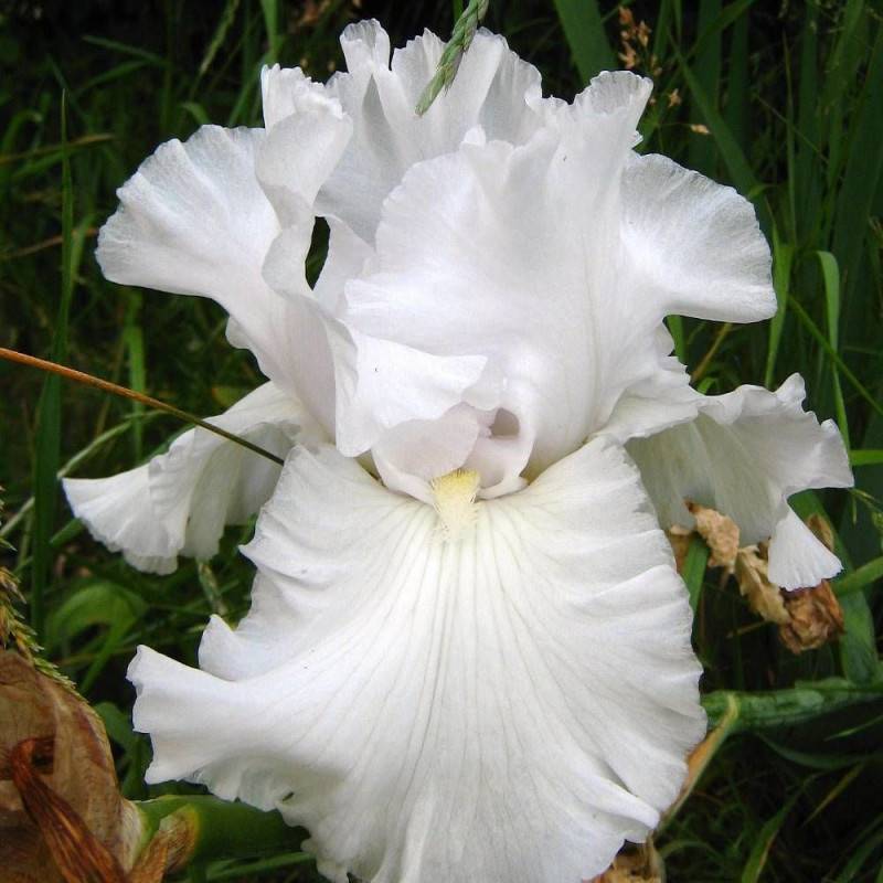 Iris des jardins Wedding Bouquet à fleurs Blanche/ - feuillage Caduc - Godet - 5/20 cm - Imagen 1