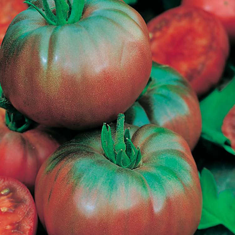 Plant de tomate côtelée noire de crimée  pot de 0,5 litre