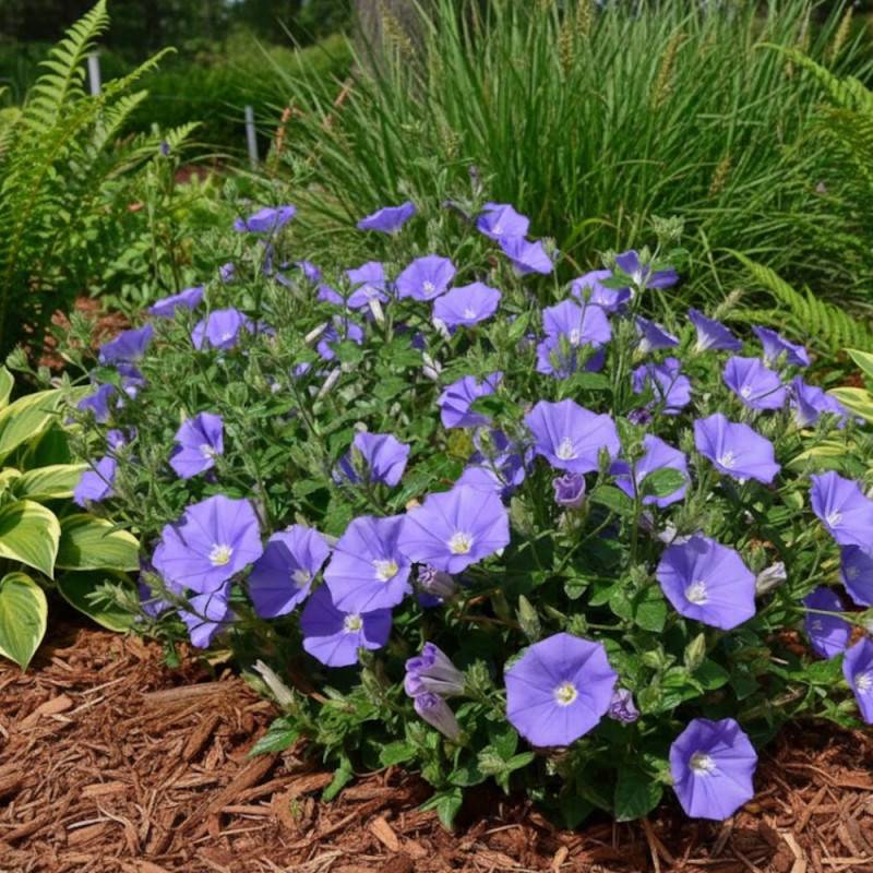 Liseron Blue Cascade, Convolvulus à fleurs Bleue/ - feuillage Persistant - Godet - 5/20 cm - Imagen 3