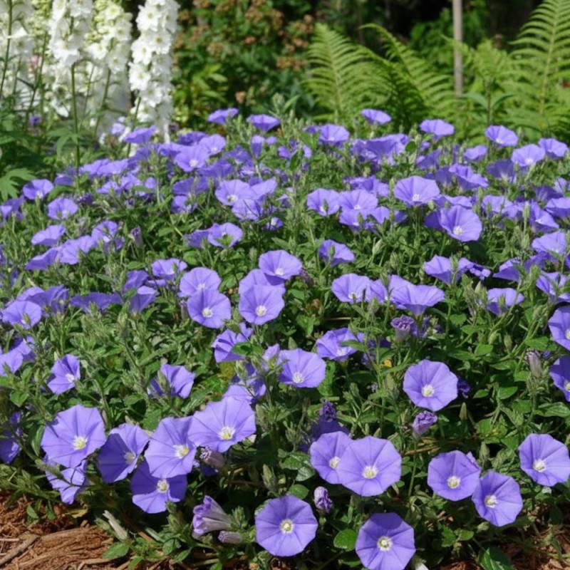 Liseron Blue Cascade, Convolvulus à fleurs Bleue/ - feuillage Persistant - Godet - 5/20 cm - Imagen 1