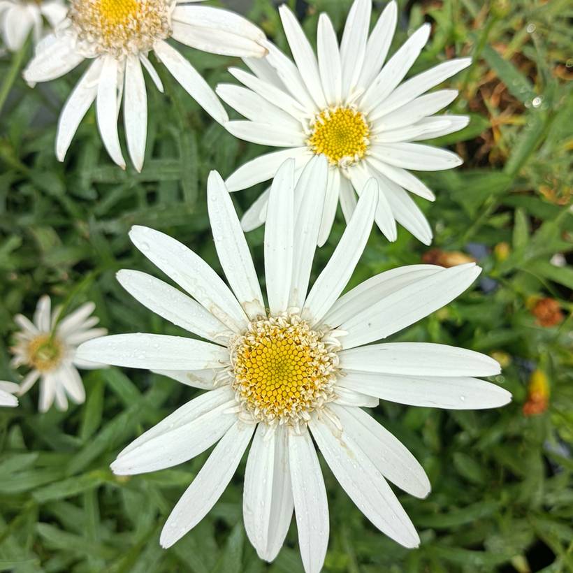 Leucanthemum superbum Christine Hagemann - Grande marguerite Godet de 8/9 cm