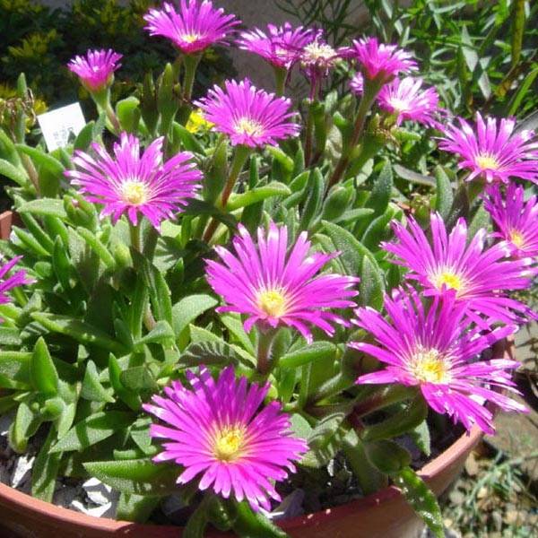 Delosperma sutherlandii - Pourpier de Sutherland Godet de 8/9 cm