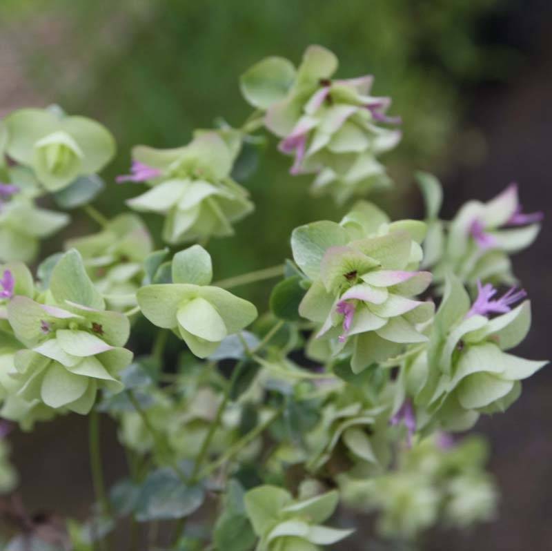 Promesse de Fleurs - Origanum rotundifolium Kent Beauty - Origan, Marjolaine Godet de 8/9 cm - Image 3