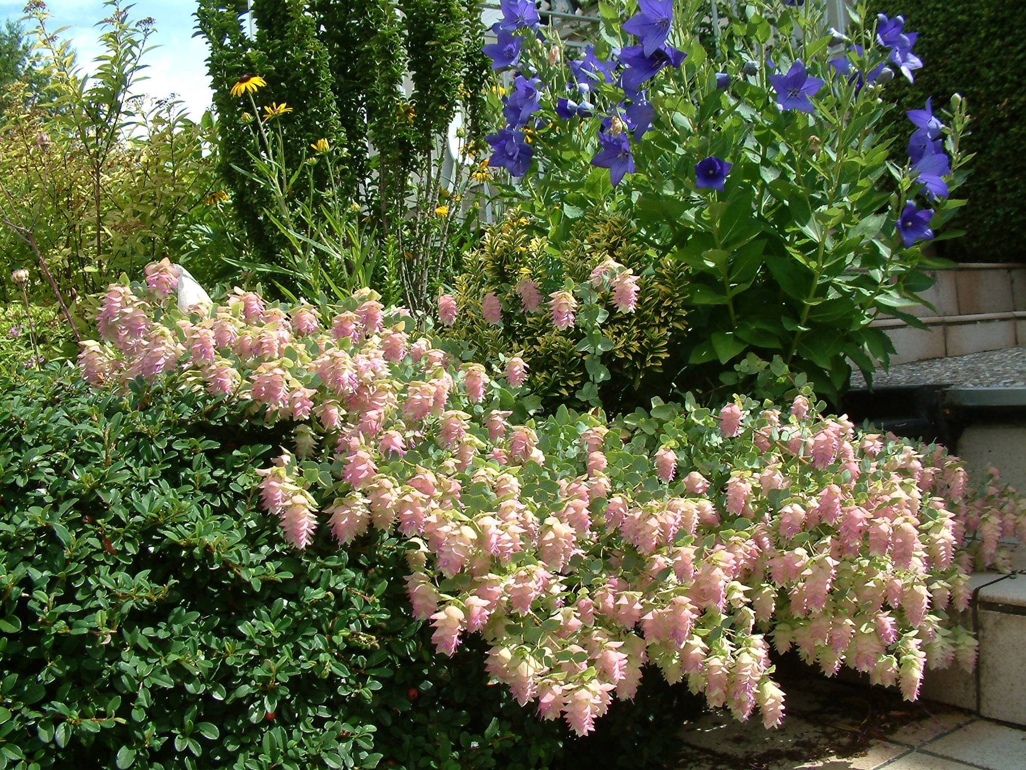 Promesse de Fleurs - Origanum rotundifolium Kent Beauty - Origan, Marjolaine Godet de 8/9 cm