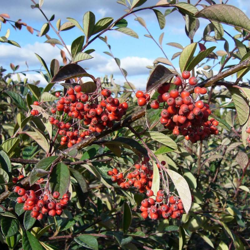 Cotoneaster laiteux, Cotonéaster à fleurs Blanche/ - feuillage Persistant - Pot de 7,5L - 60/80 cm