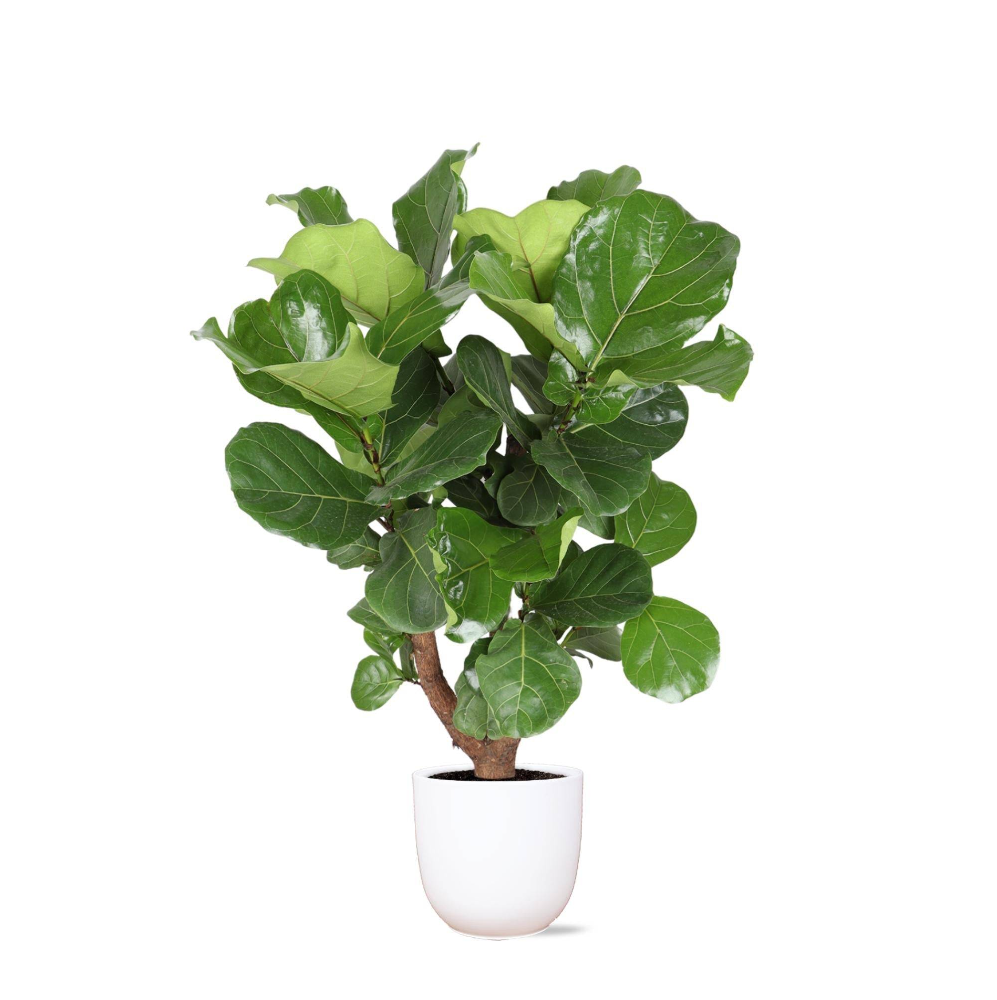 Ficus Lyrata et son pot- La Green Touch Blanc - Hauteur 130cm
