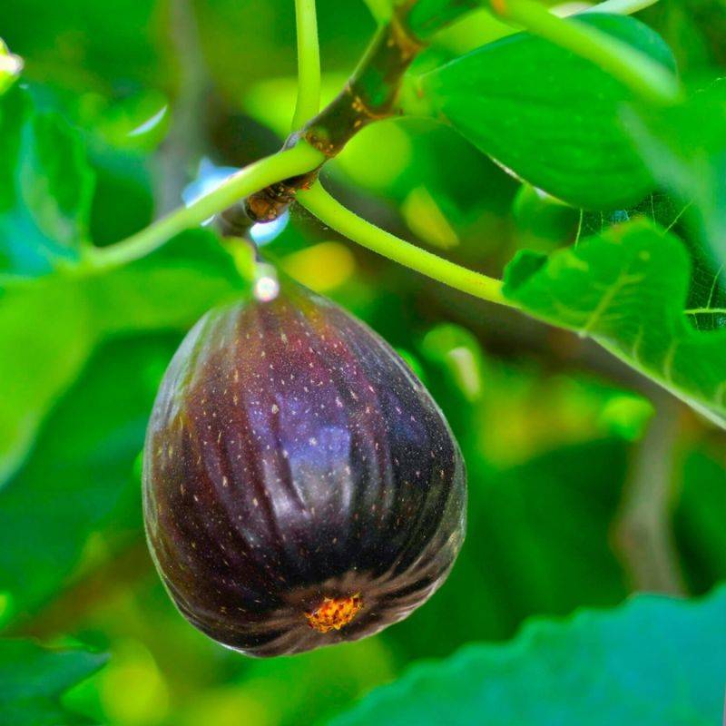 Figuier carica 'Violette de Sollies' (Ficus carica 'Violette de Sollies') - Godet - Taille 13/25cm - Pépinières Naudet - Imagen 1