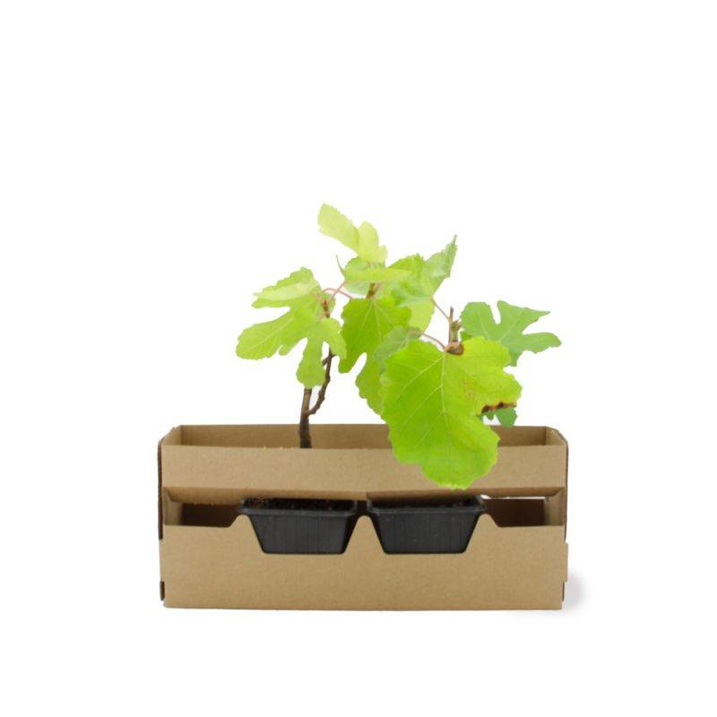 Figuier carica 'Violette de Sollies' (Ficus carica 'Violette de Sollies') - Godet - Taille 13/25cm - Pépinières Naudet - Imagen 3
