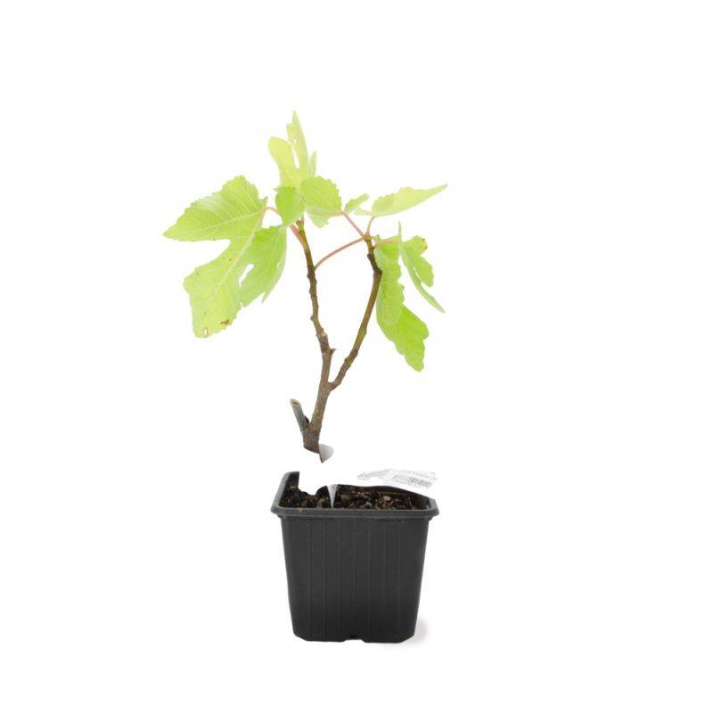 Figuier carica 'Violette de Sollies' (Ficus carica 'Violette de Sollies') - Godet - Taille 13/25cm - Pépinières Naudet - Imagen 2