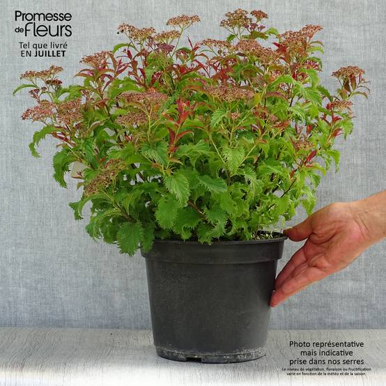 Spirée japonaise Crispa - Spirée japonaise Pot de 3L/4L - Image 2