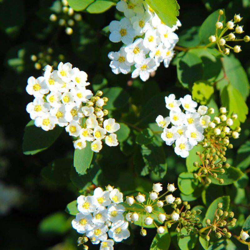 Spirée du Japon 'Snowmound' (Spiraea nipponica 'Snowmound') - Godet - Taille 10/15cm - Pépinières Naudet - Image 1