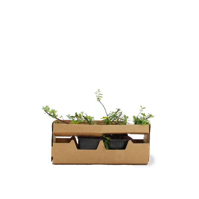 Spirée du Japon 'Snowmound' (Spiraea nipponica 'Snowmound') - Godet - Taille 10/15cm - Pépinières Naudet - Image 4