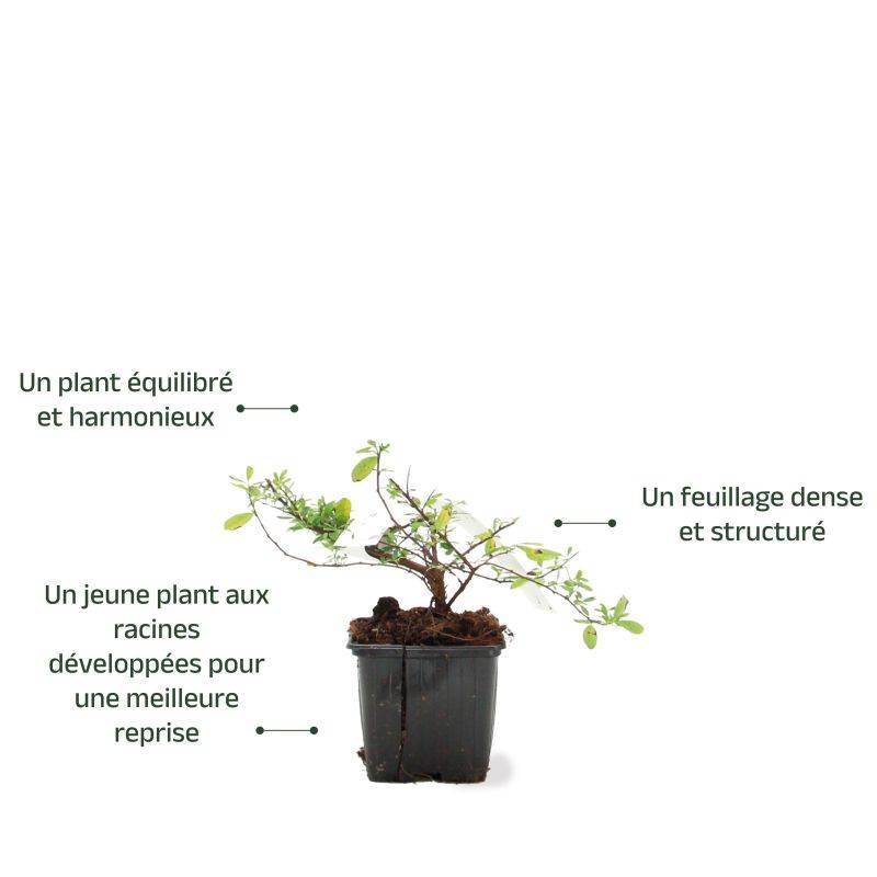 Spirée du Japon 'Snowmound' (Spiraea nipponica 'Snowmound') - Godet - Taille 10/15cm - Pépinières Naudet - Image 3