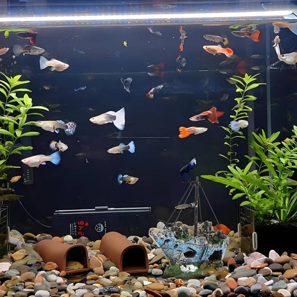 Accessoires Navire Pour Aquarium - Image 5