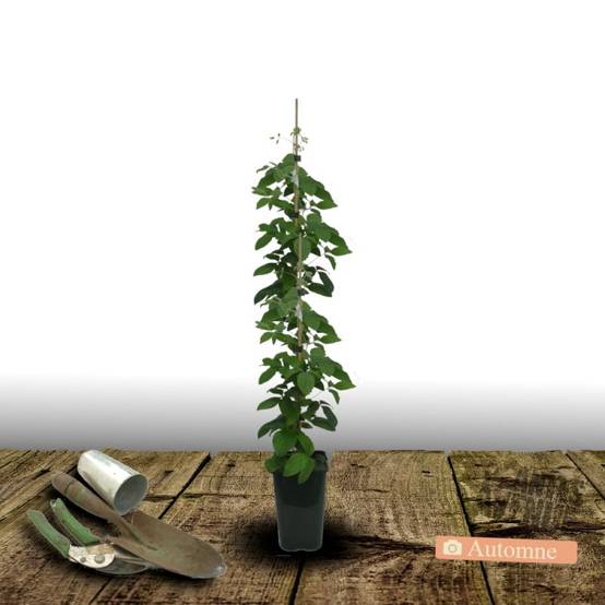 Clématite viticella Sunny Sky® 'Zosusk' à fleurs Bleue - feuillage Caduc - Pot de 2L - Tuteur bambou 60/90 cm- hauteur à maturité De 1,50 m à 2,00 m - Image 2
