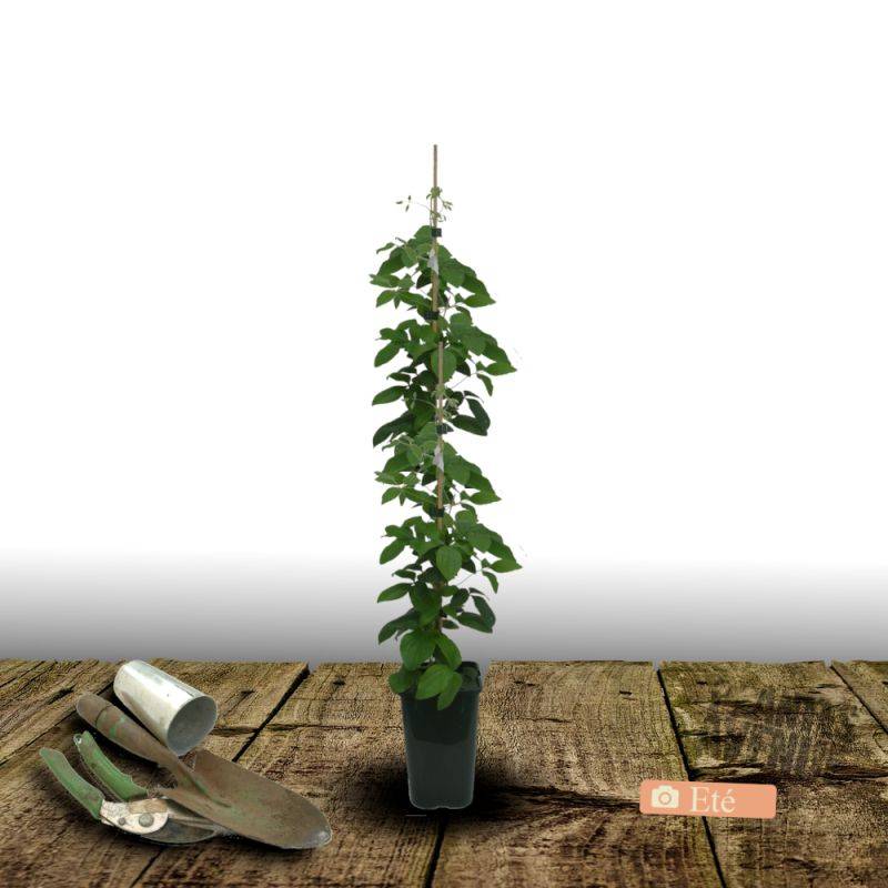 Clématite viticella Sunny Sky® 'Zosusk' à fleurs Bleue - feuillage Caduc - Pot de 2L - Tuteur bambou 60/90 cm-  hauteur à maturité De 1,50 m à 2,00 m - Image 3