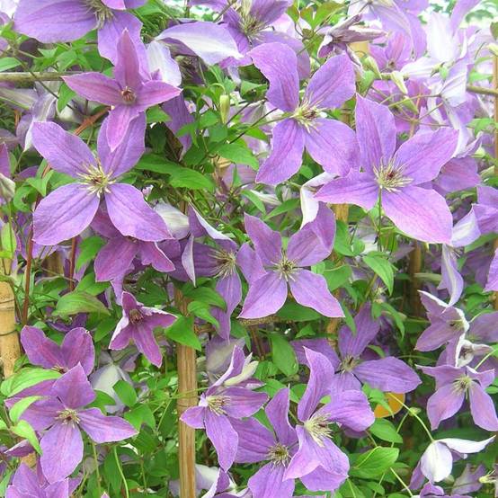 Clématite viticella Sunny Sky® 'Zosusk' à fleurs Bleue - feuillage Caduc - Pot de 2L - Tuteur bambou 60/90 cm- hauteur à maturité De 1,50 m à 2,00 m - Image 1
