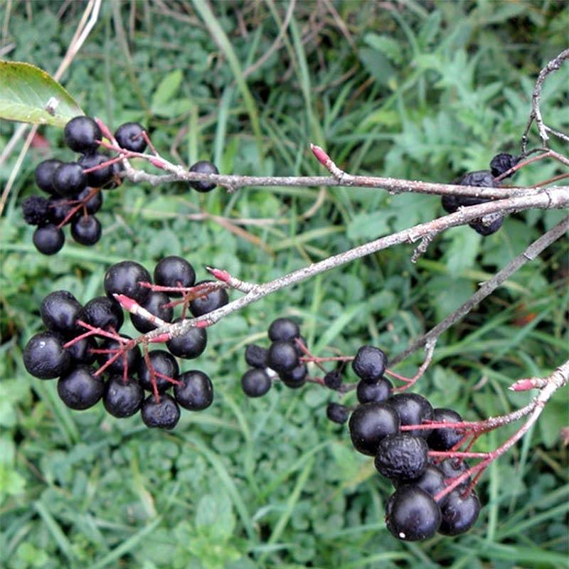 Promesse de Fleurs - Aronia melanocarpa Professor Ed - Aronie à fruits noirs Pot de 2L/3L