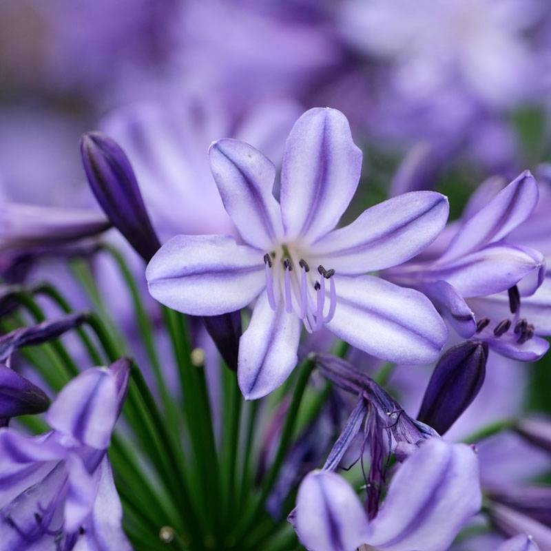 Agapanthe hybride Star Poppin' Star (AMDB002) Pot de 3L/4L