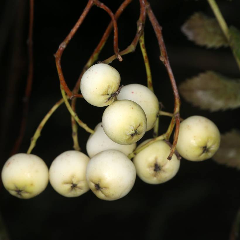 Promesse de Fleurs - Sorbier -Sorbus filipes Pot de 4L/5L, Tige
