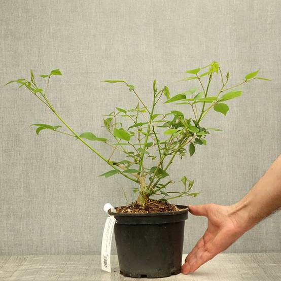 Erythrina Amélie Jeckert Pot de 3L/4L - Image 2
