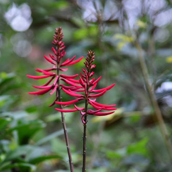 Erythrina Amélie Jeckert Pot de 3L/4L - Image 1
