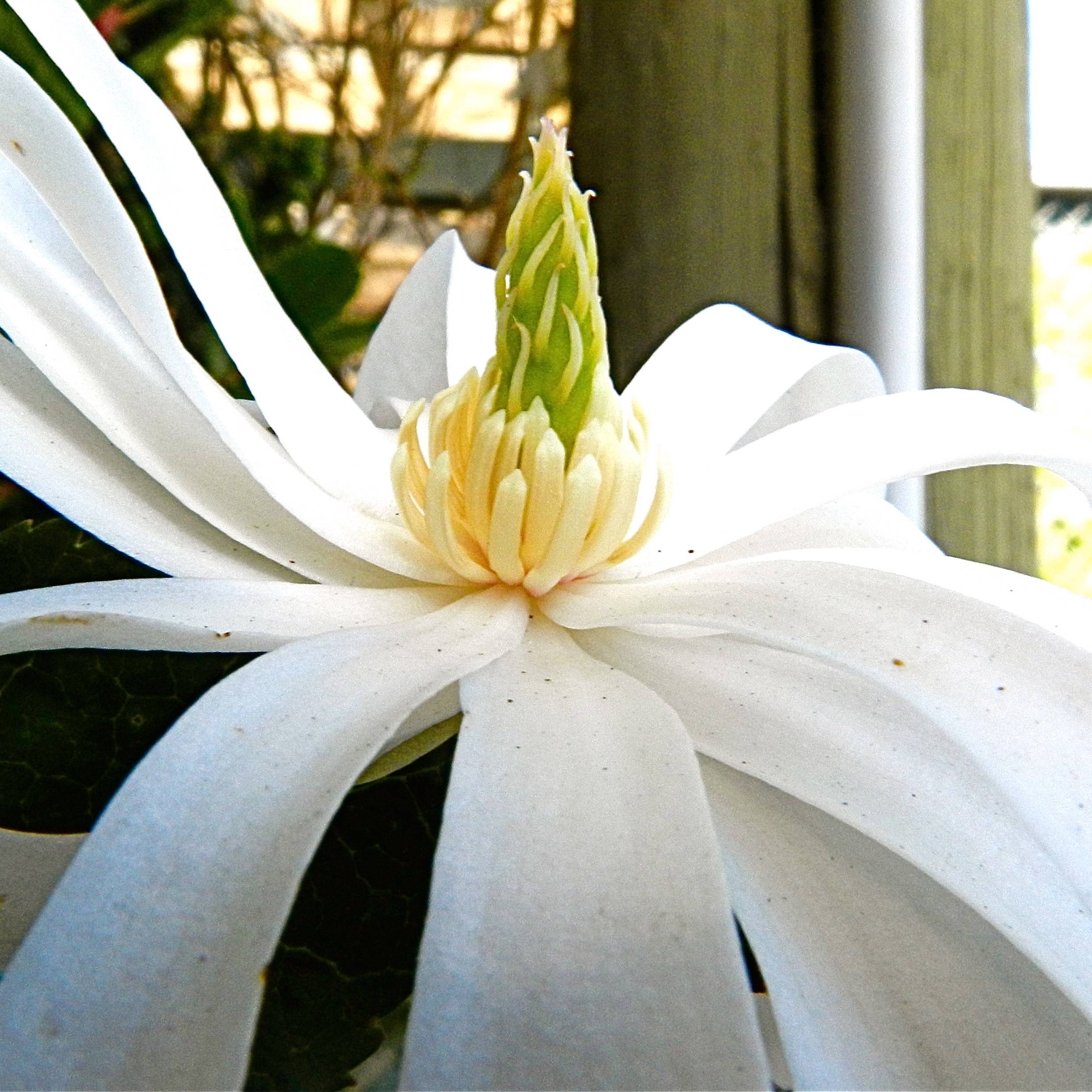 Magnolia stellata Royal Star  - Magnolia étoilé Pot de 12L/15L - Image 1