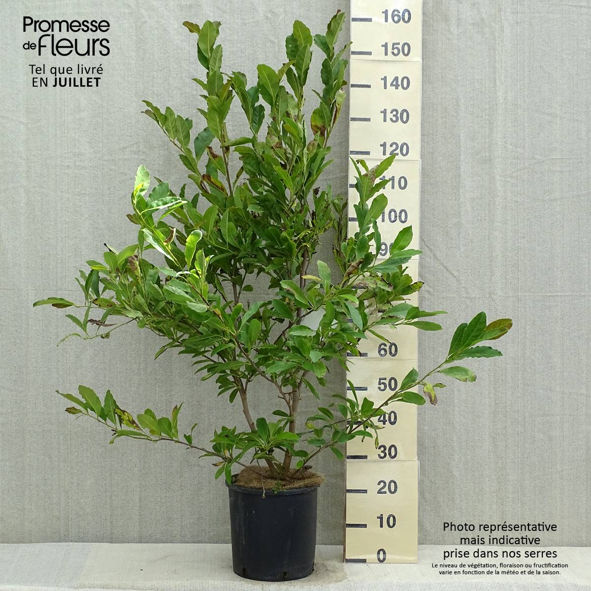 Magnolia stellata Royal Star  - Magnolia étoilé Pot de 12L/15L - Image 2