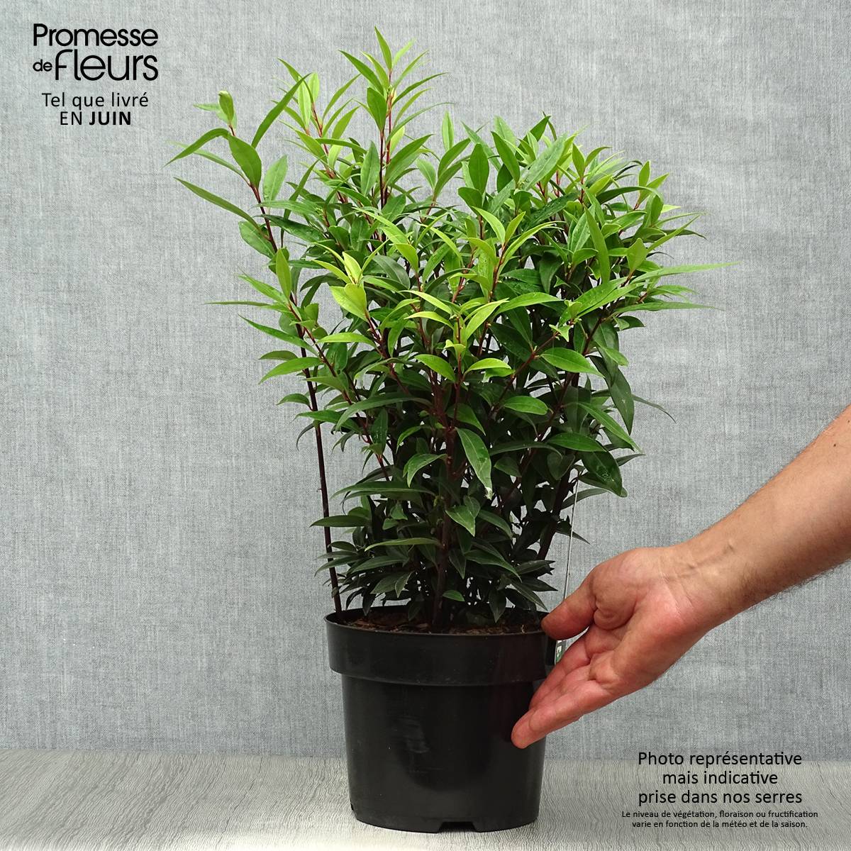 Promesse de Fleurs - Sarcococca hookeriana Purple Gem Pot de 3L/4L - Image 2