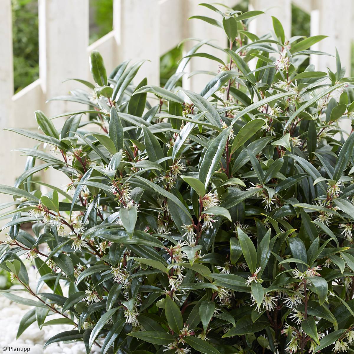 Promesse de Fleurs - Sarcococca hookeriana Purple Gem Pot de 3L/4L