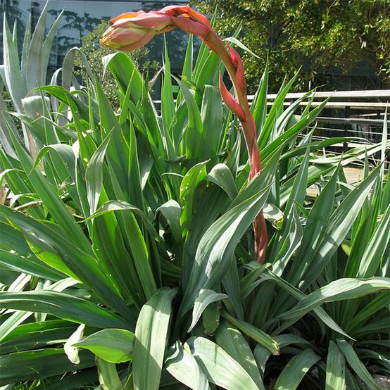 Beschorneria yuccoides Pot de 2L/3L
