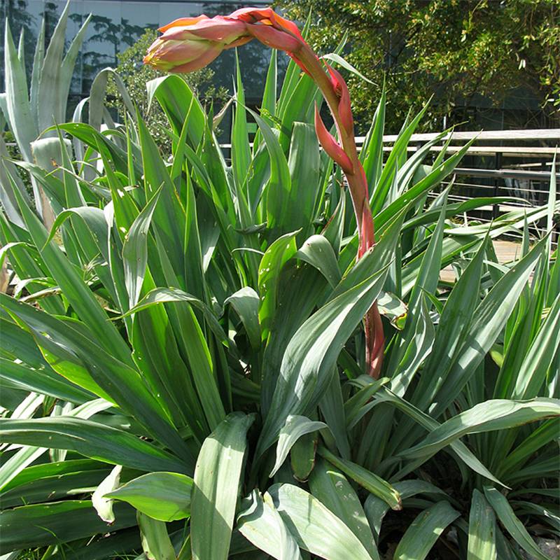 Beschorneria yuccoides Pot de 2L/3L