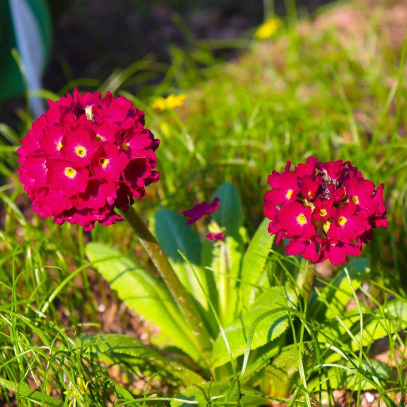 3 Primevères de L'Himalaya Rouges - Lot de 3 vivaces - Pépinières Naudet - Image 1