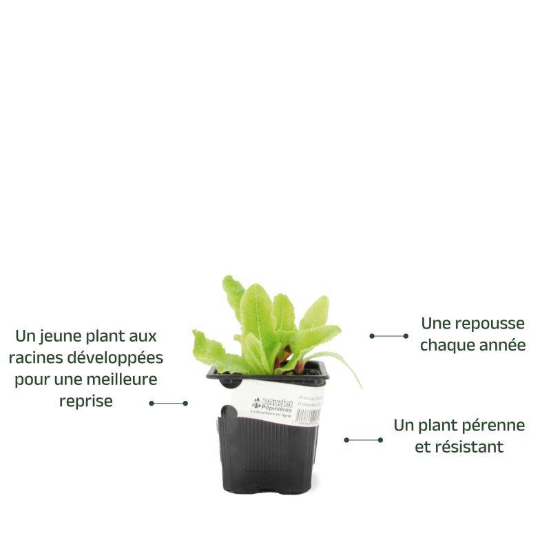 3 Primevères de L'Himalaya Rouges - Lot de 3 vivaces - Pépinières Naudet - Image 3