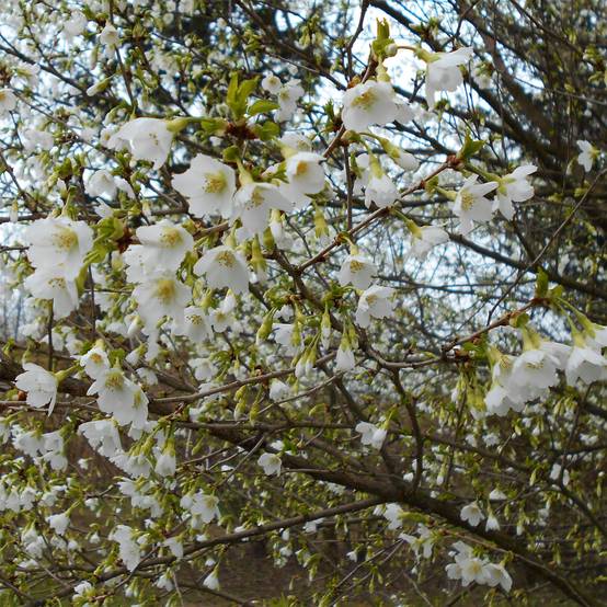 Cerisier à fleurs du Japon nain - Prunus incisa Yamadei Pot de 2L/3L - Image 1