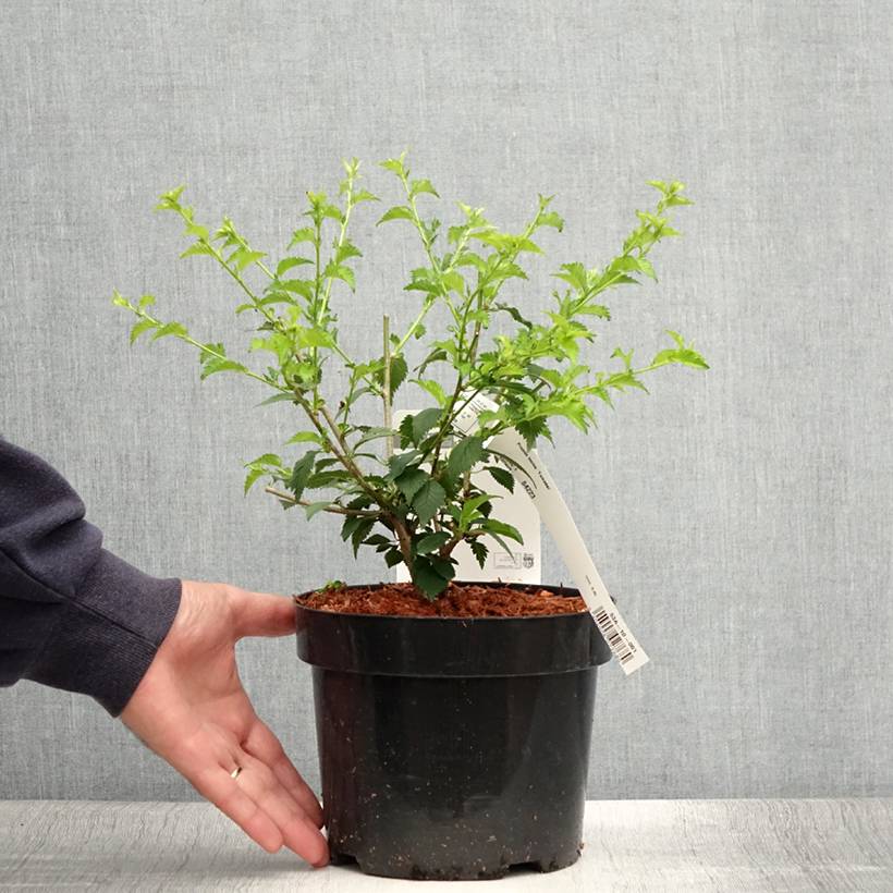 Cerisier à fleurs du Japon nain - Prunus incisa Yamadei Pot de 2L/3L - Image 2