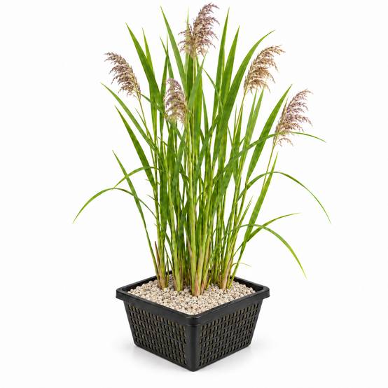 Roseau commun - Phragmites australis - Lot de 4 avec panier - Image 1