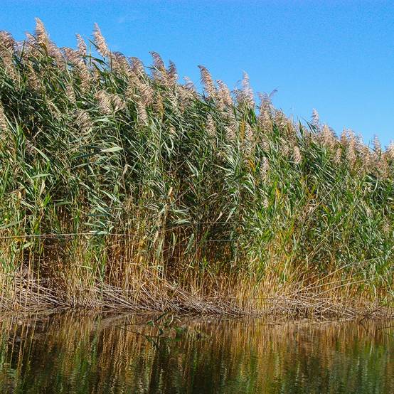 Roseau commun - Phragmites australis - Lot de 4 avec panier - Image 2