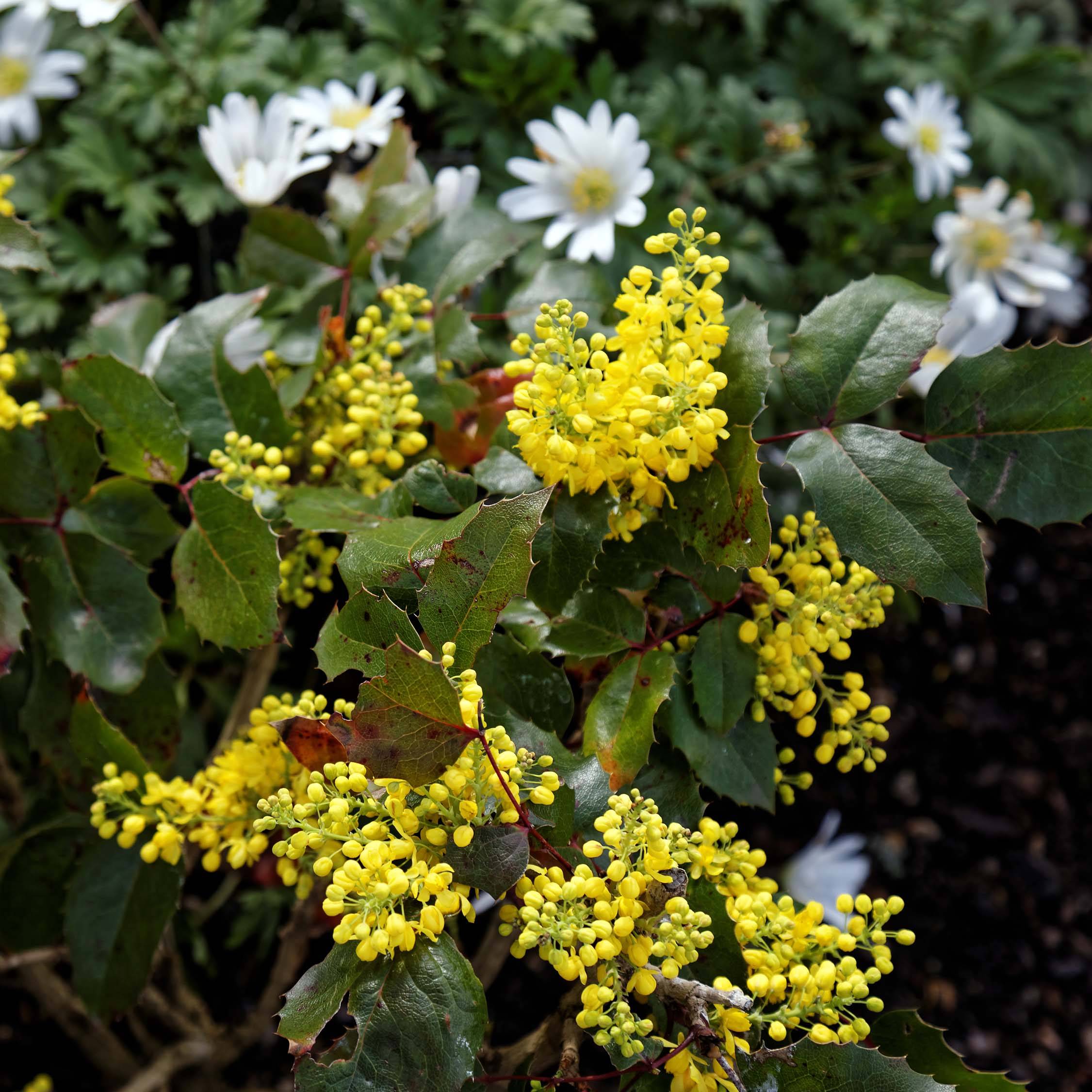 Promesse de Fleurs - Mahonia aquifolium Apollo Pot de 2L/3L