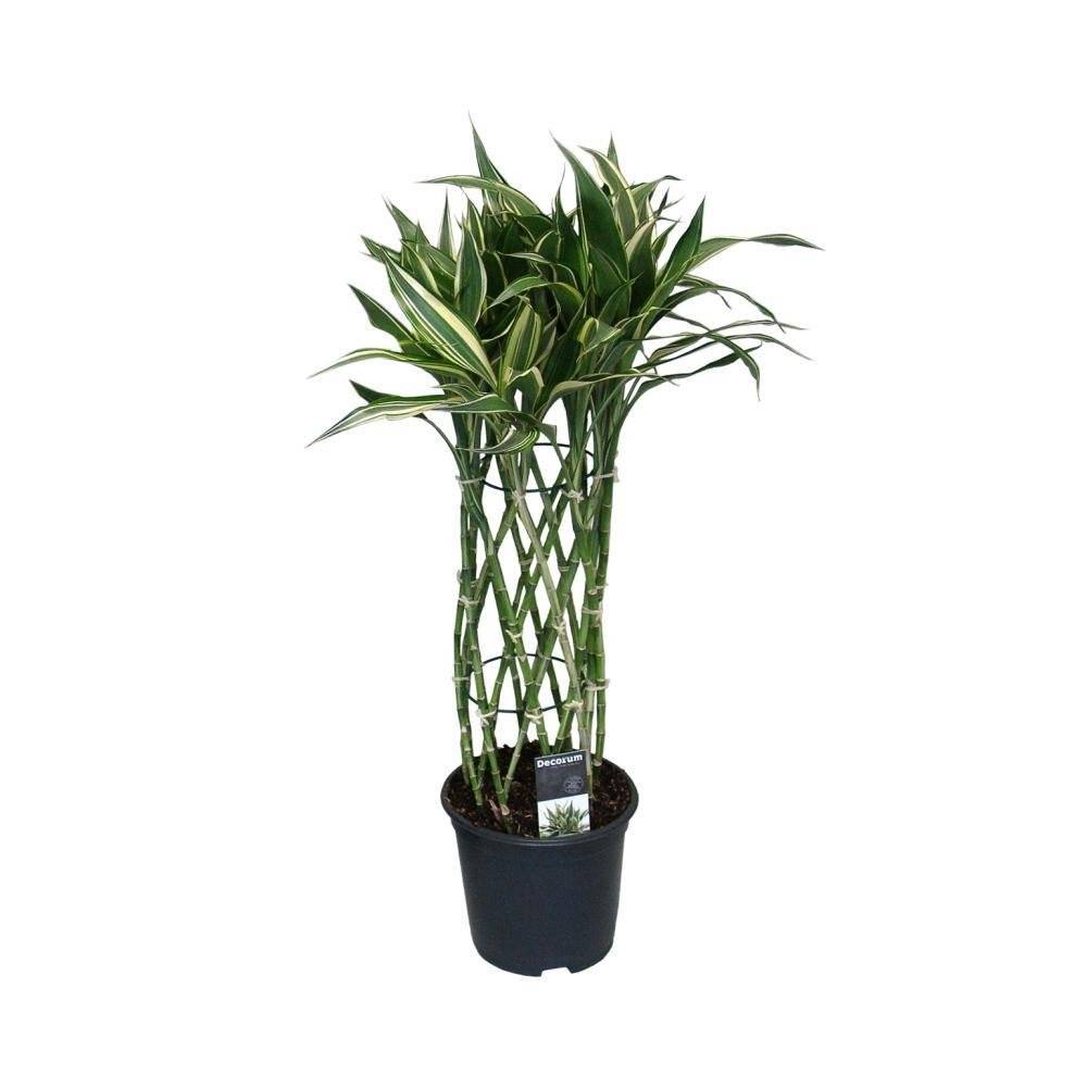 La Green Touch - Dracaena Godsefiana- La Green Touch - Imagen 1