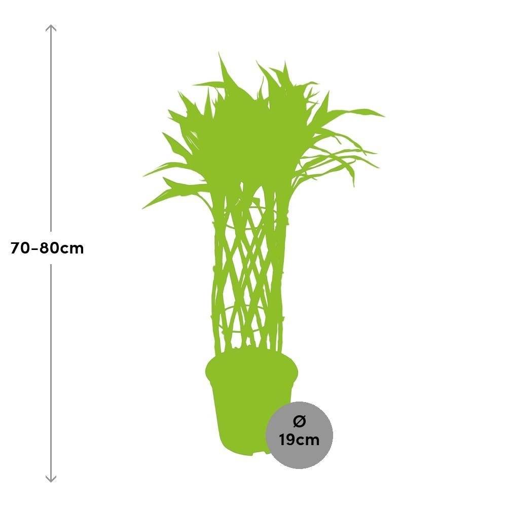 La Green Touch - Dracaena Godsefiana- La Green Touch - Imagen 2