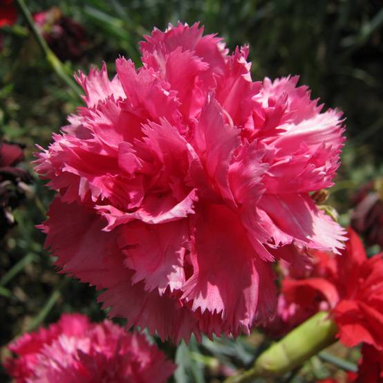 Graines d'Œillet des fleuristes Triumph Rose - Dianthus caryophyllus le sachet de 200 graines environ (0,5g)