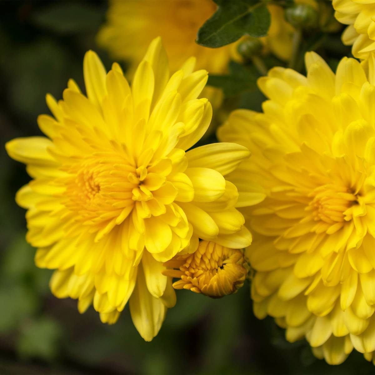 Promesse de Fleurs - Chrysanthème des jardins Nantyderry Sunshine - Chrysanthemum Pot de 2L/3L