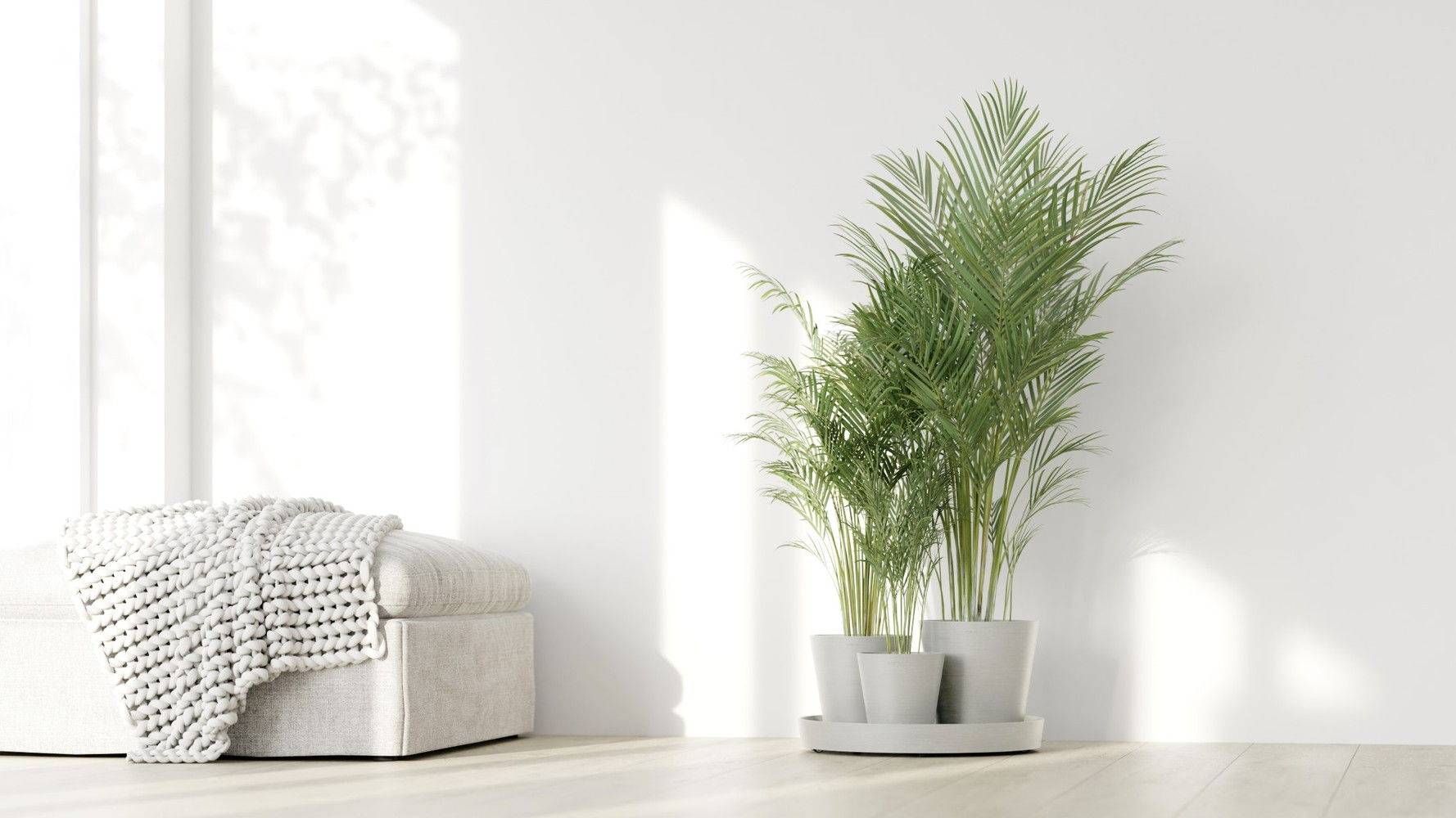 Ecopots - Ensemble de 3 pots Dubai Blanc Pur - Ø 57 x H. 30 cm - support à roulettes ECOPOTS - Imagen 3