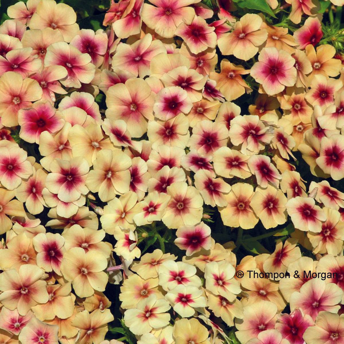 Graines de Phlox drummondii Cherry Caramel - Phlox de Drummond  le sachet de 250 graines environ (0,7g)