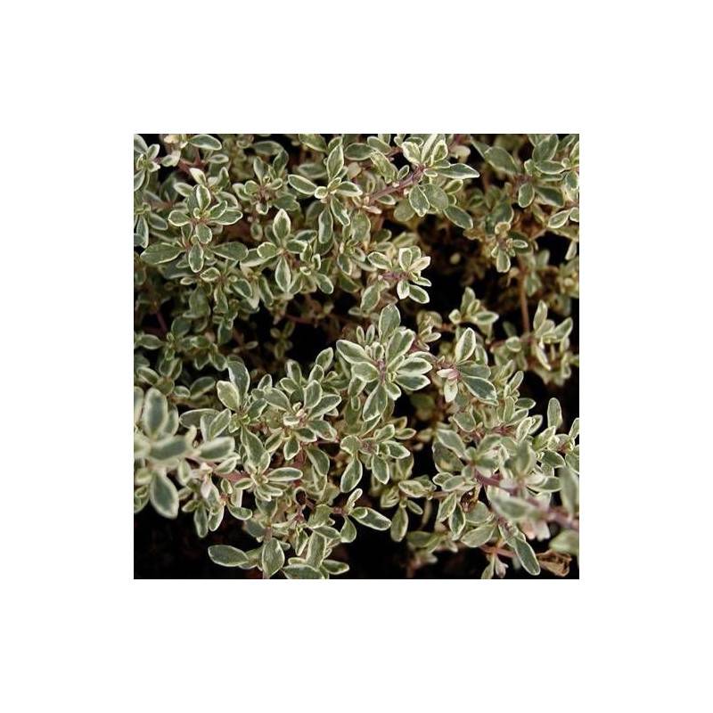 Thym citron panaché à fleurs Rose - feuillage Persistant - Godet - 5/20 cm-  hauteur à maturité Moins de 0,15 m - Imagen 1