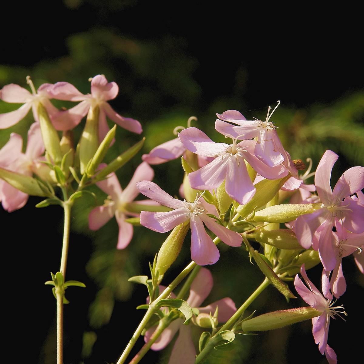 Graines de Saponaire officinale Graciella Pink - Saponaria officinalis le sachet de 30 graines environ