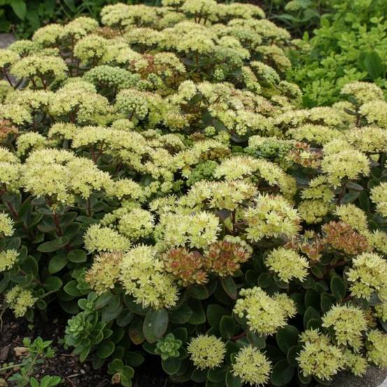 Orpin Hab Gray, Sedum à fleurs Blanche/ - feuillage Persistant - Godet - 5/20 cm