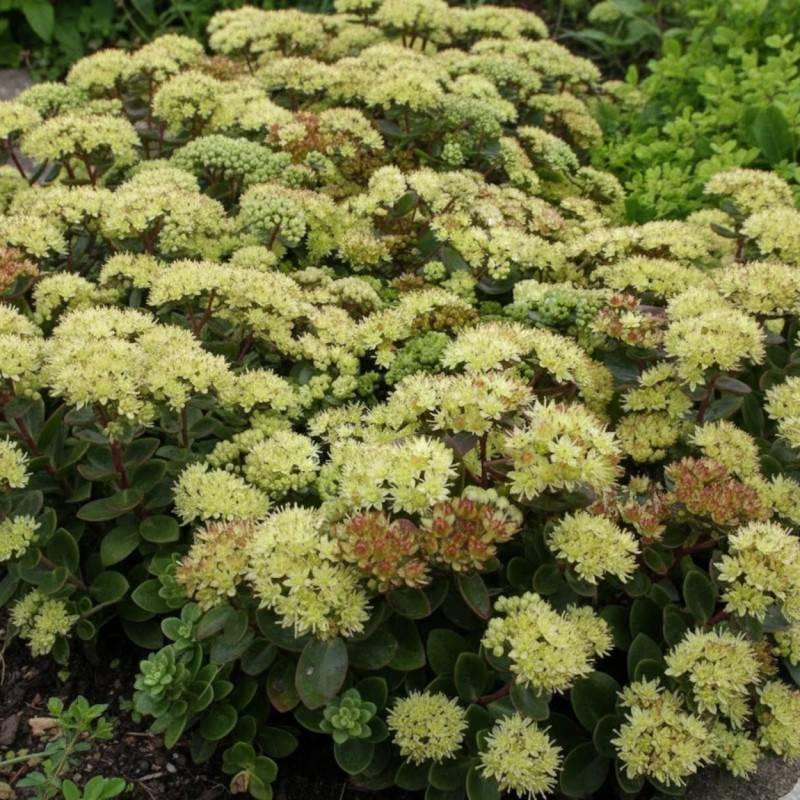 Orpin Hab Gray, Sedum à fleurs Blanche/ - feuillage Persistant - Godet - 5/20 cm